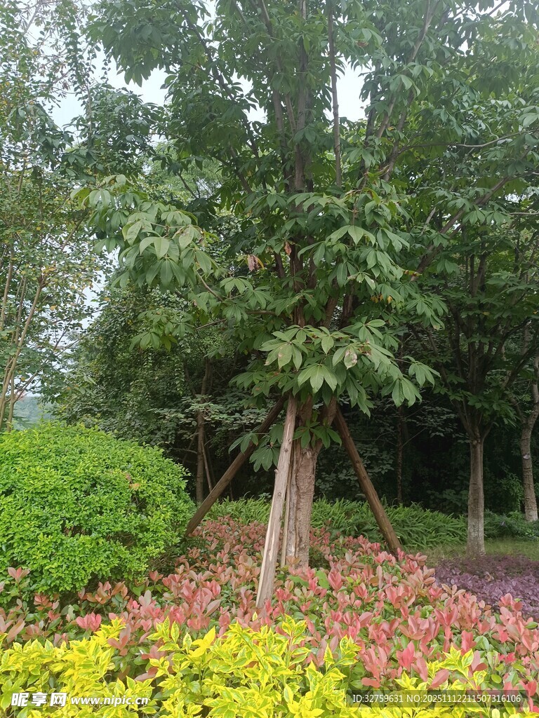 绿树繁花装点的园林景观