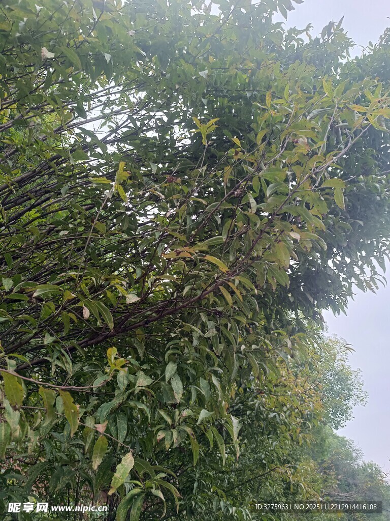 茂密树林中的繁茂枝叶