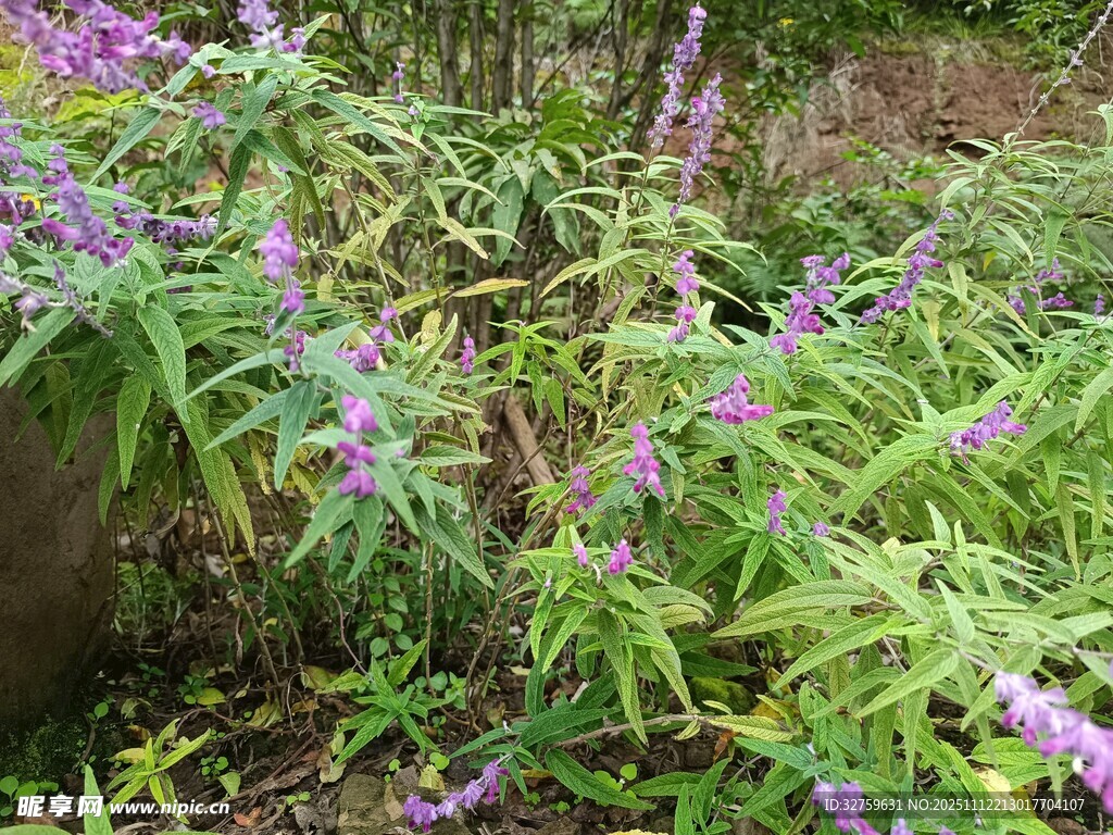 紫色花卉与绿叶的自然景致