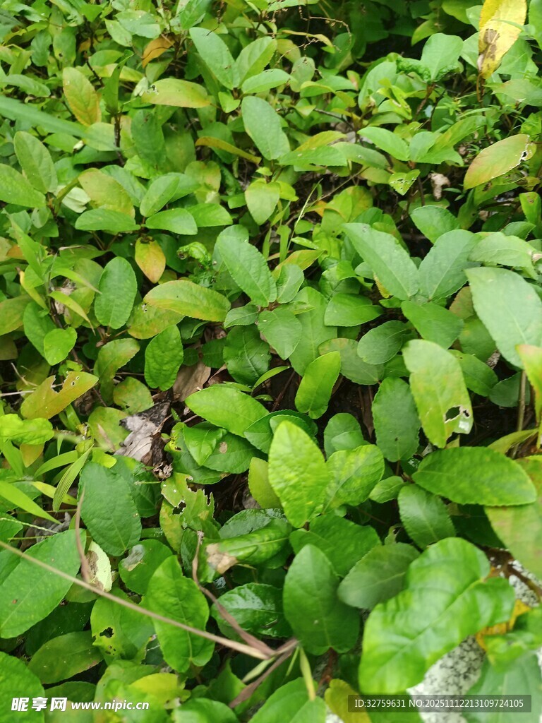 翠绿繁茂的地面植物景观