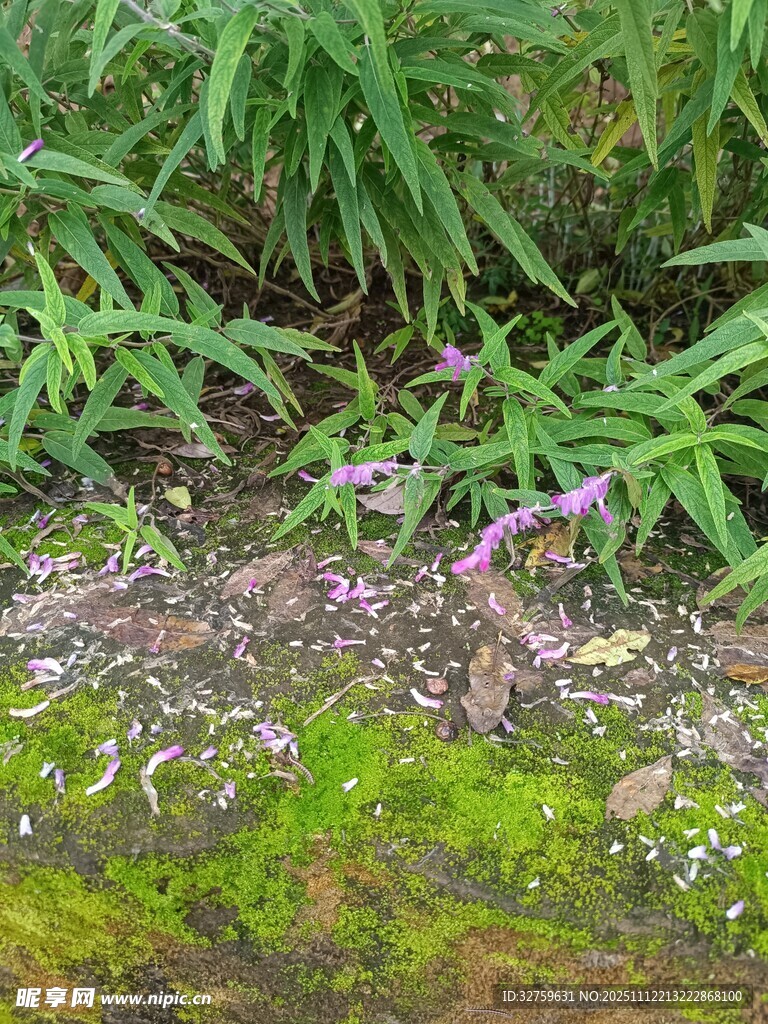 草丛中的紫色小花