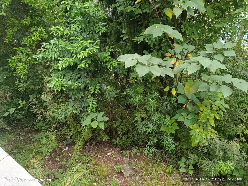 茂密丛林中的繁茂绿植