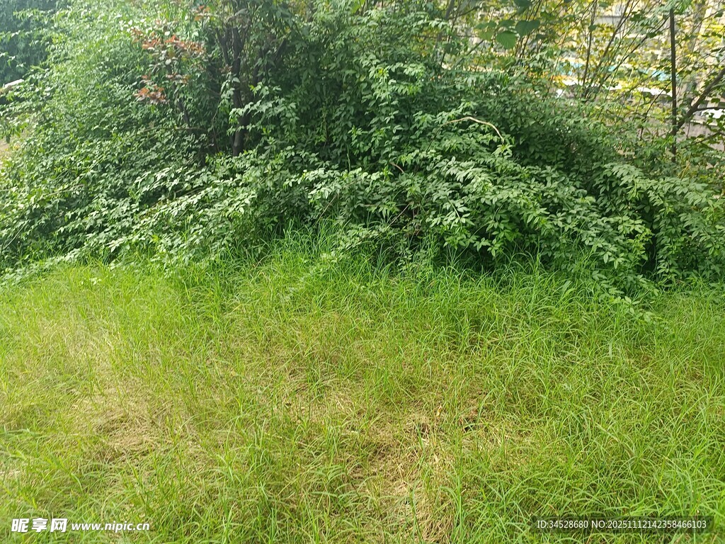 绿意盎然的草地与繁茂植被