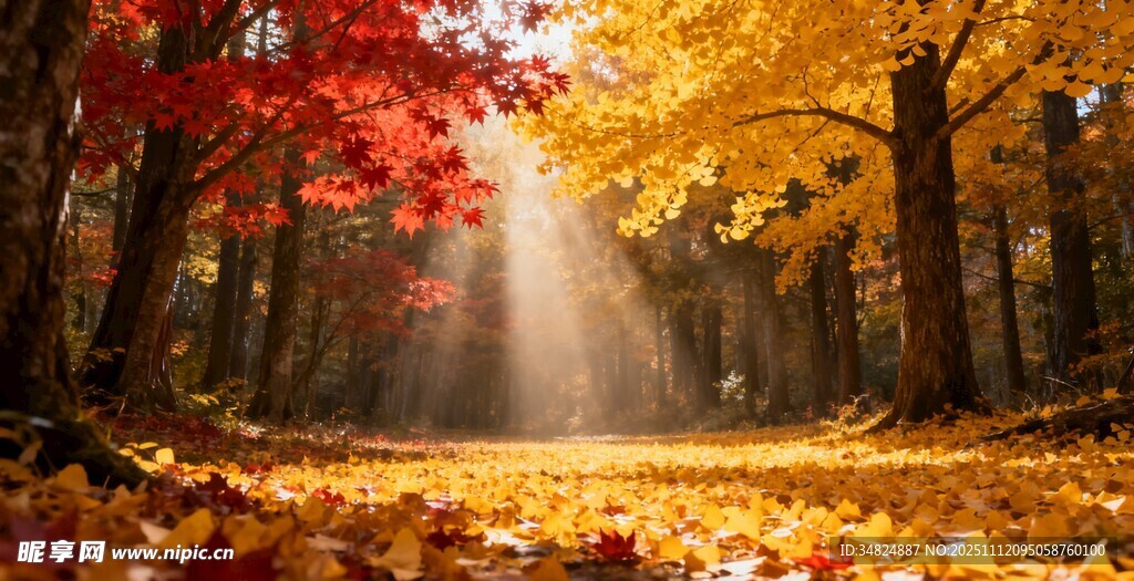 秋日林间洒下金色阳光