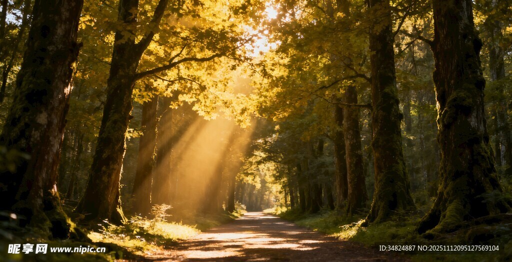 阳光洒落林间的静谧小道