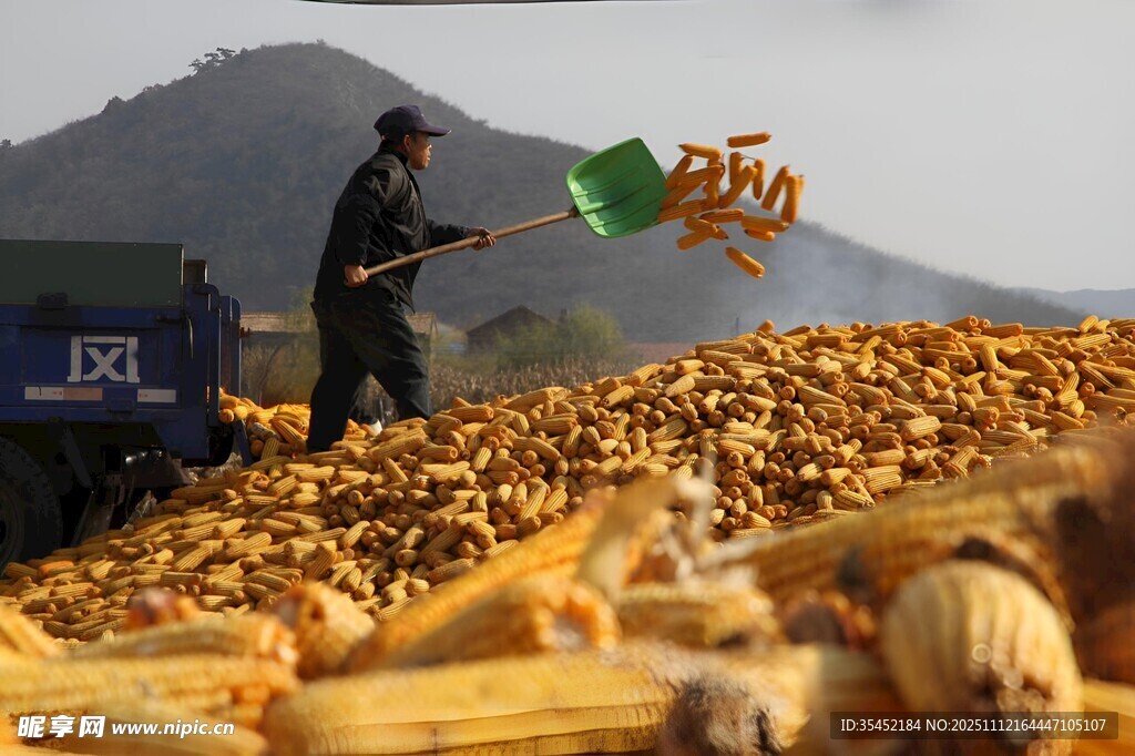 晒玉米