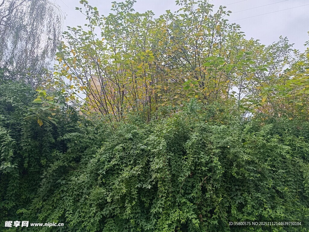 繁茂绿植景观
