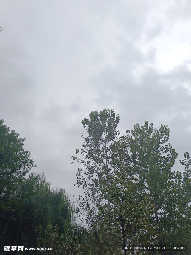 阴天里的树木景观