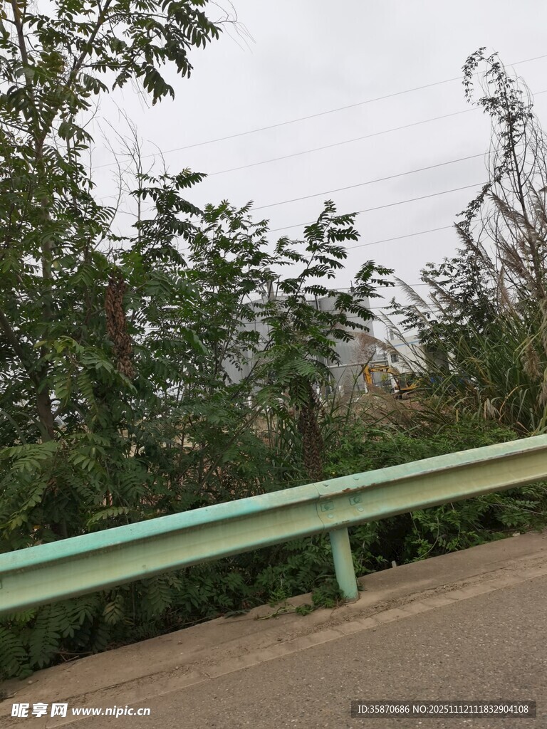 路边倾斜树木与护栏