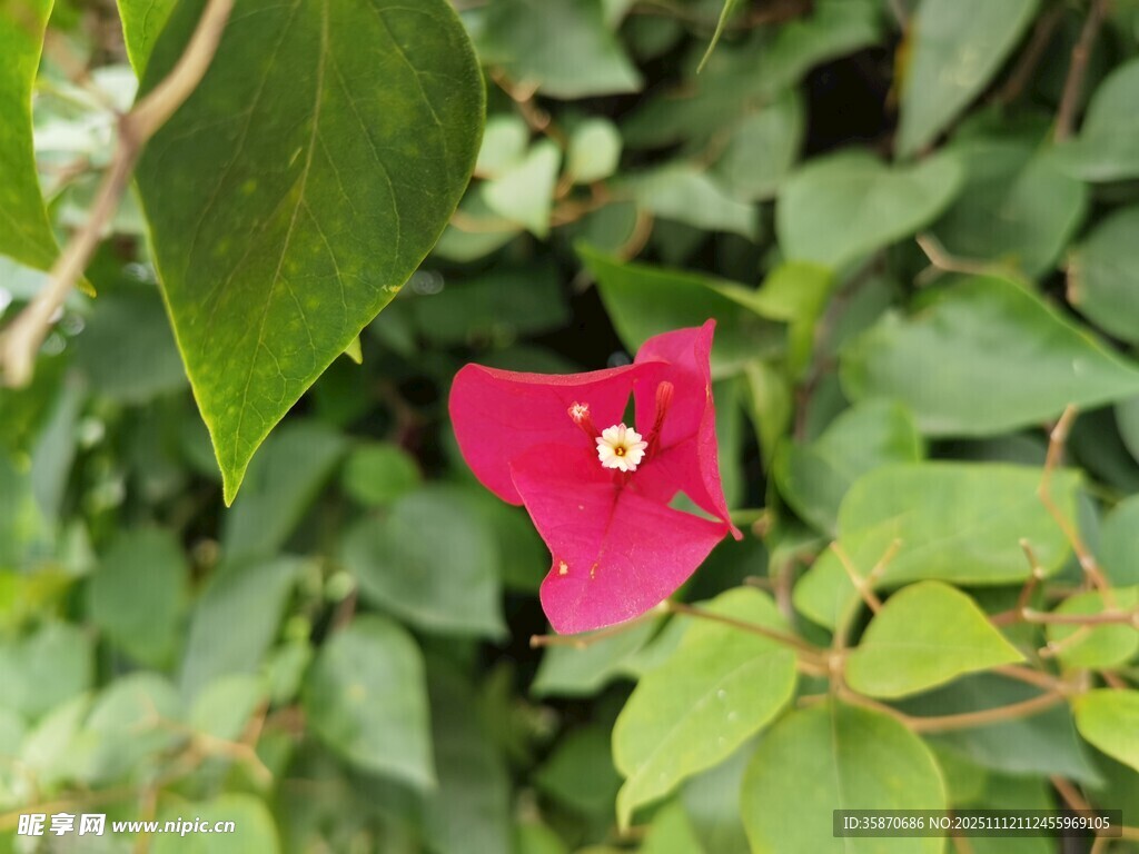 娇艳三角梅绽放绿叶间