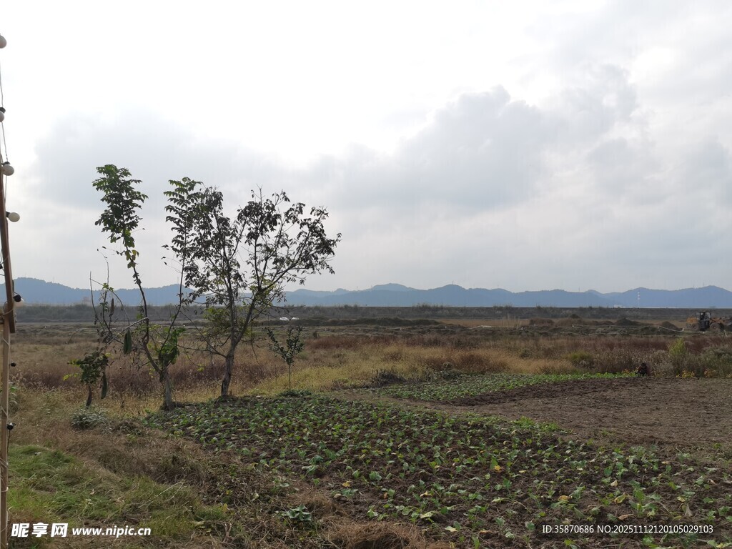 田野风光稀疏树木与农田