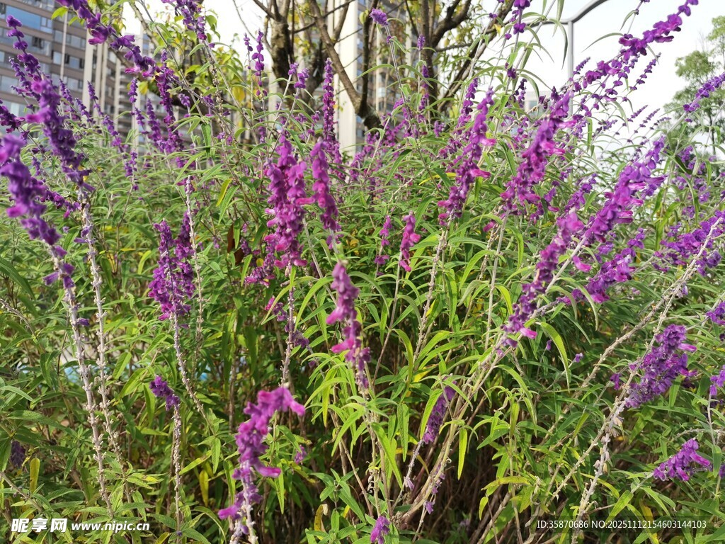 紫色花卉植物景观