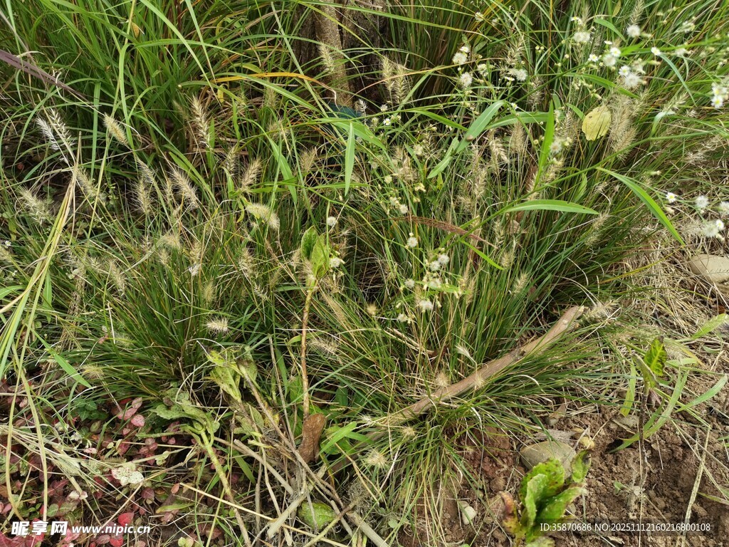 野外丛生的各类杂草