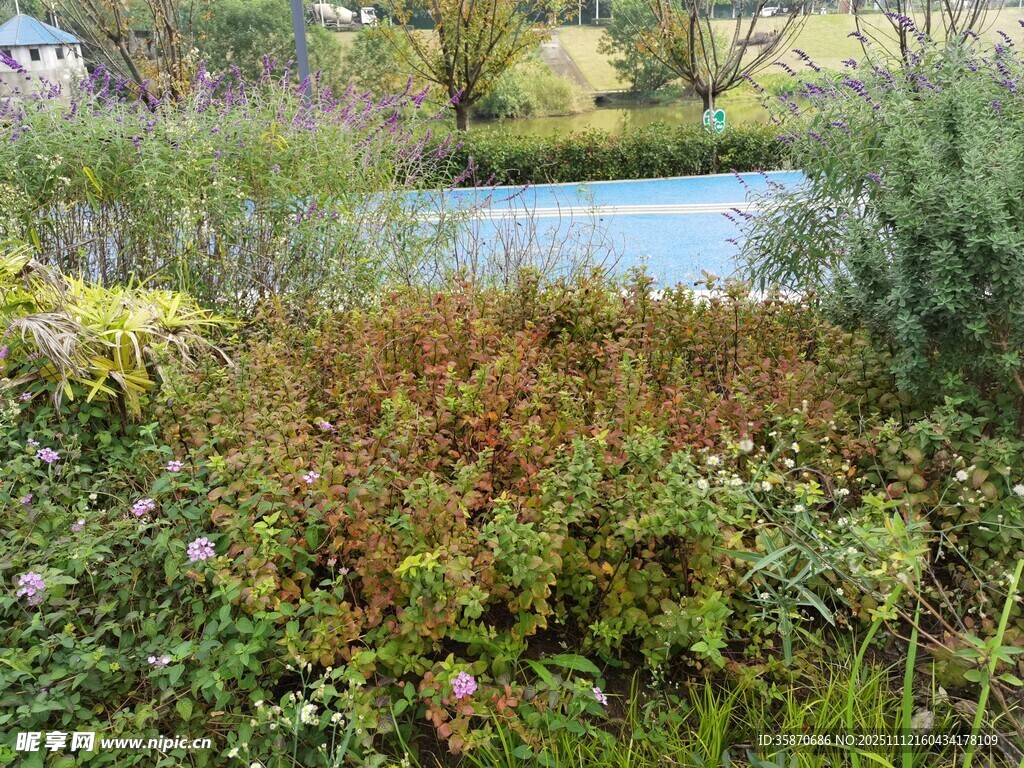 湖畔繁茂植被景观