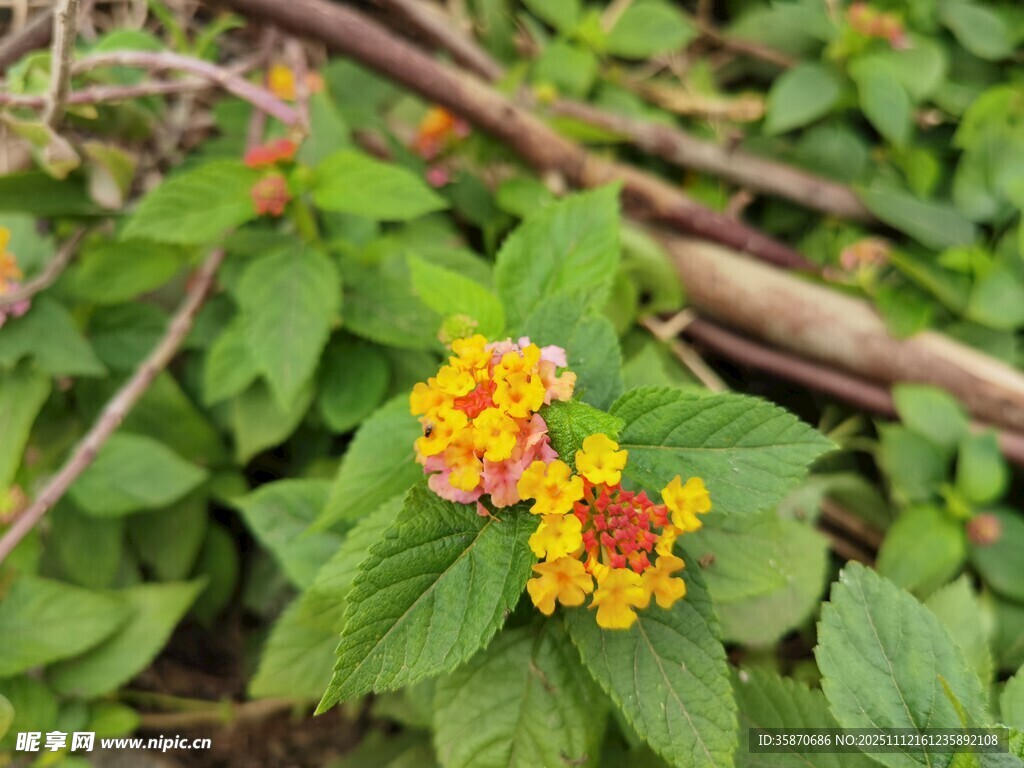绿叶间的多彩马缨丹花朵