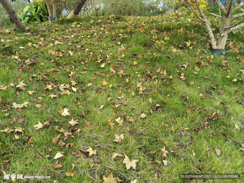 秋日草地落叶景致