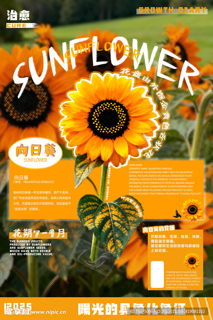 向日葵海报设计