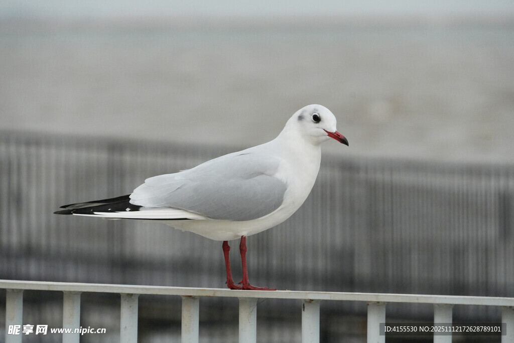 栏杆上的红嘴海鸥