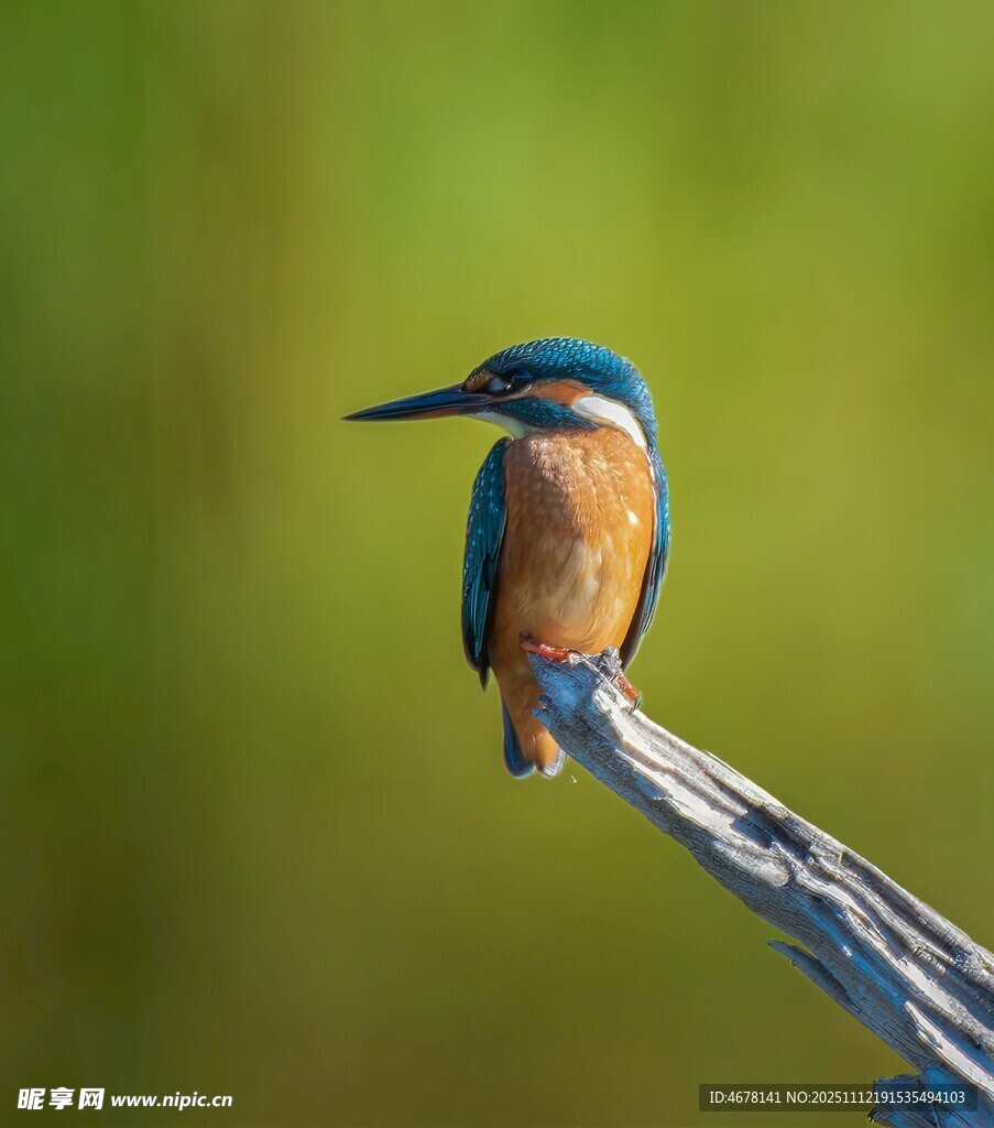 栖息枝头的翠鸟