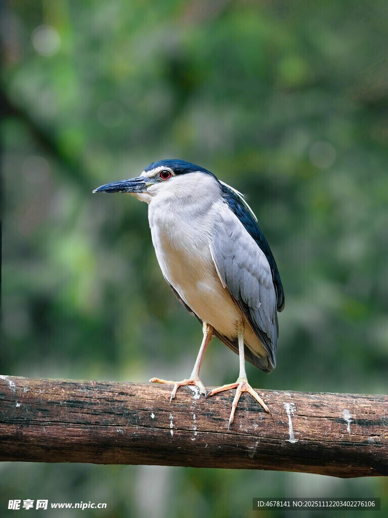 夜鹭栖息于树枝上