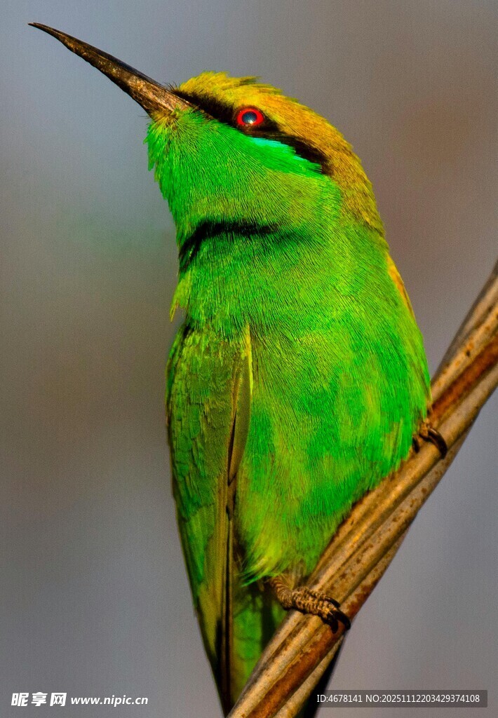 翠绿小鸟栖于枝头