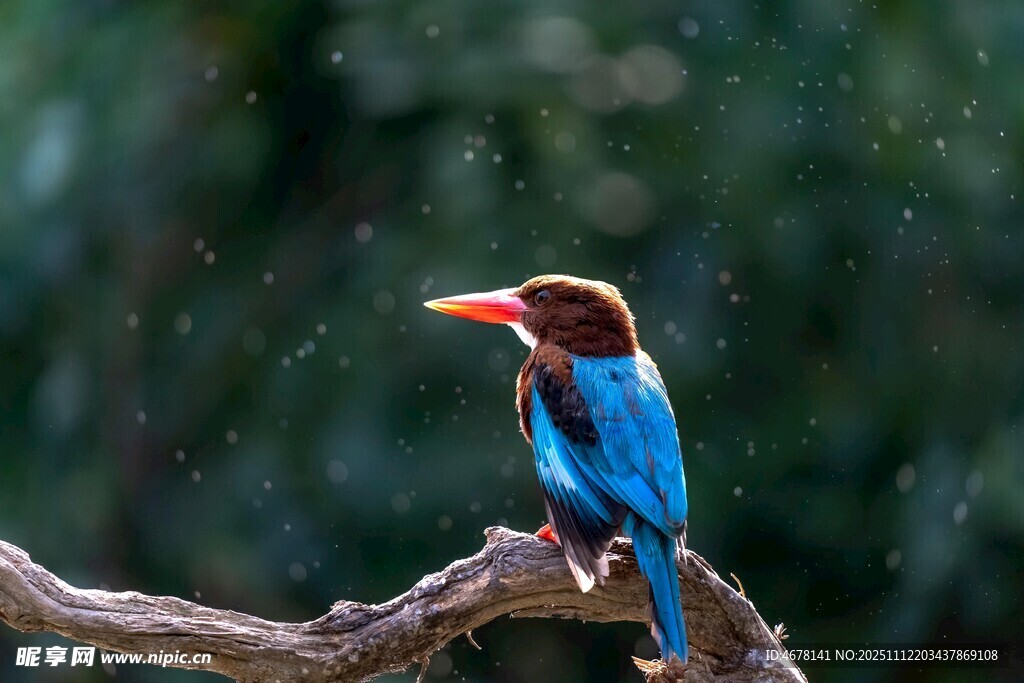蓝羽翠鸟栖于枝头
