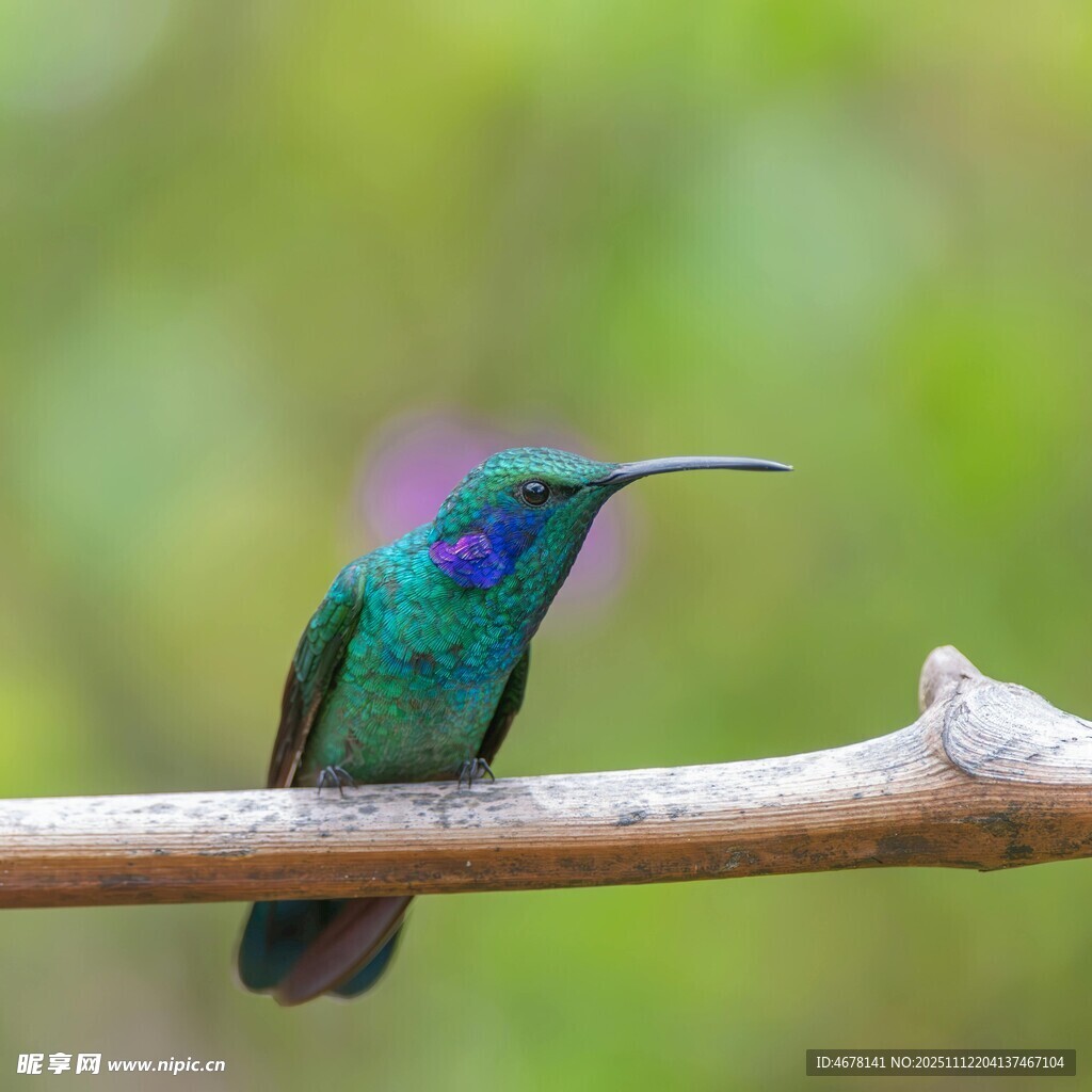 翠绿蜂鸟栖息于枝头