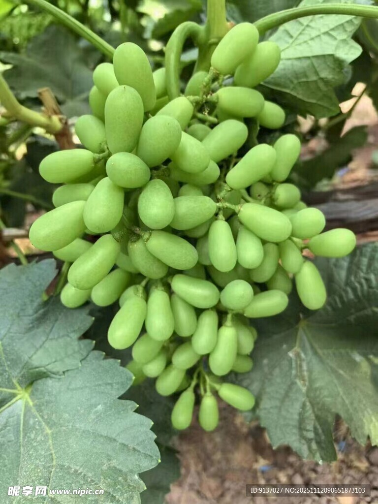 葡萄园里成熟的葡萄