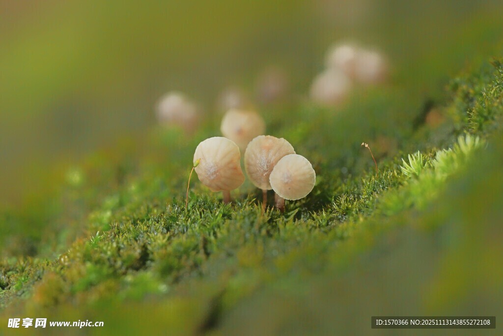 草地上的迷你白色小蘑菇