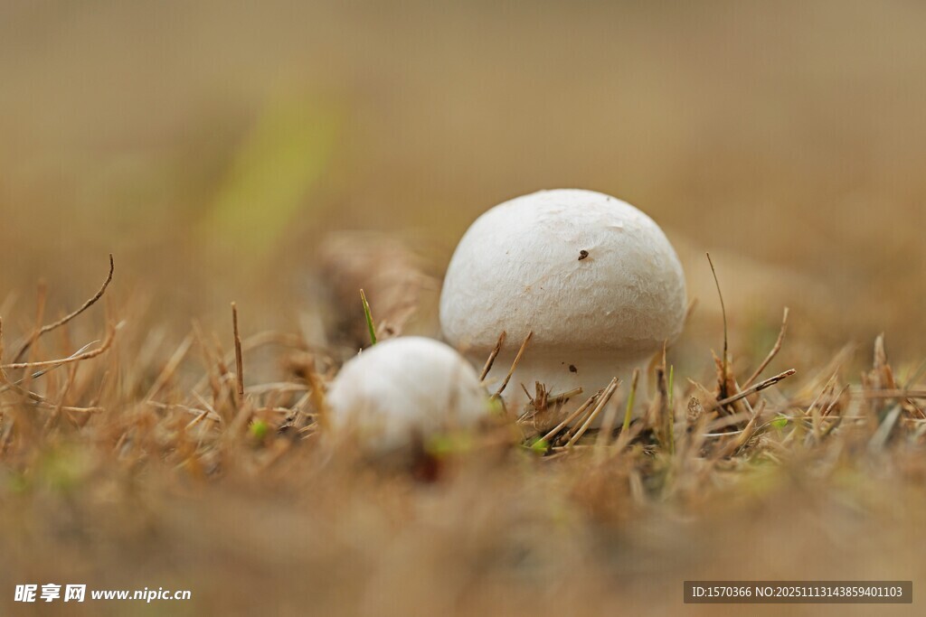 草地上的白色蘑菇