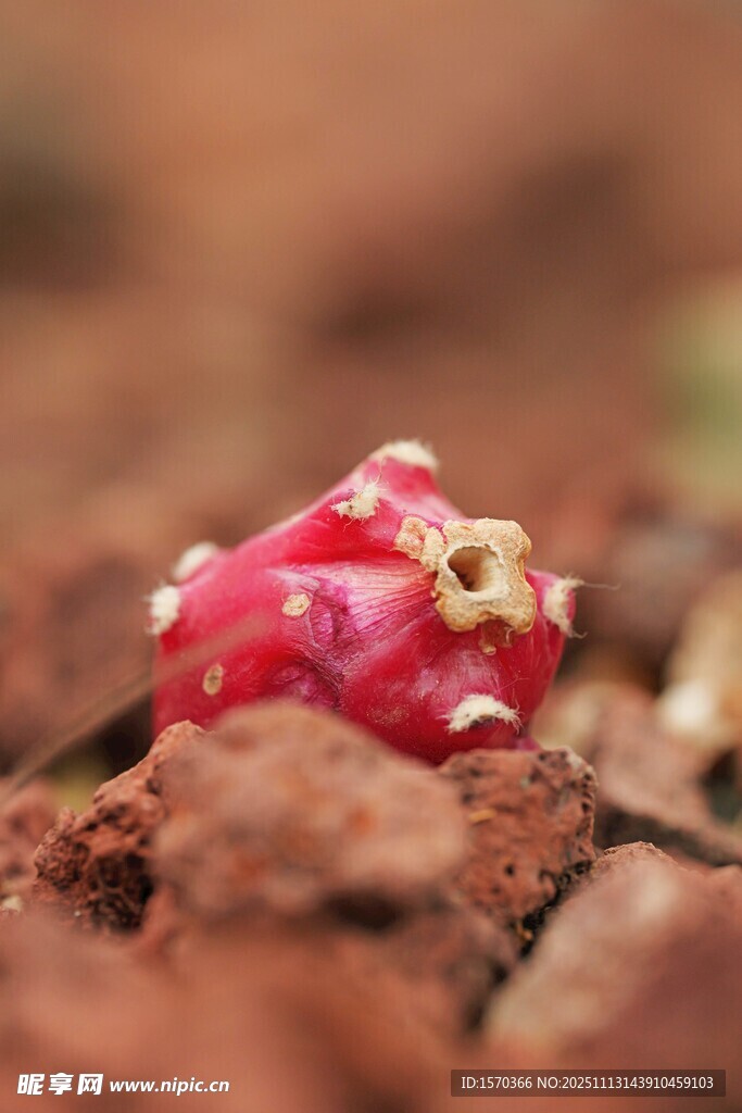 红色多肉植物特写