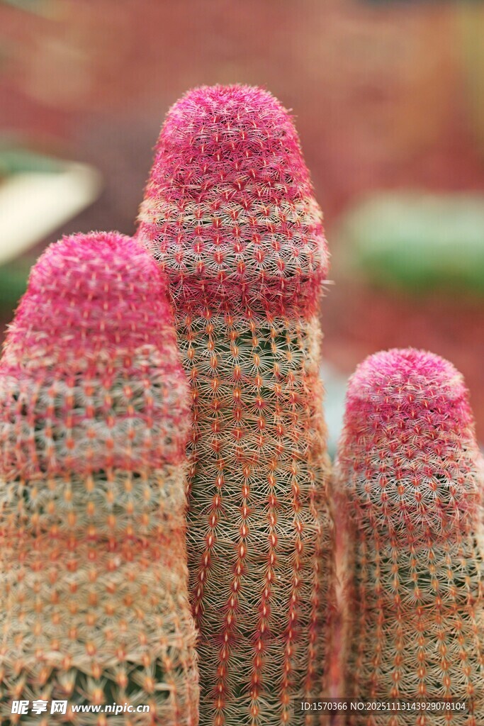 彩色针织风仙人掌摆件