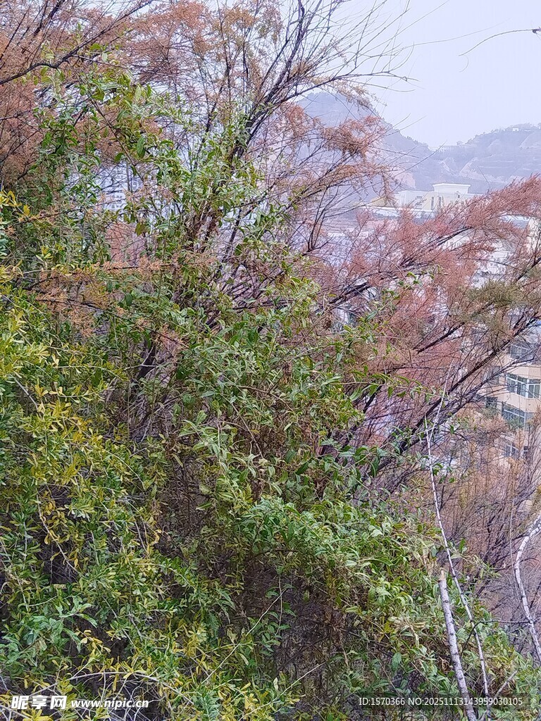 秋日繁茂绿植景观