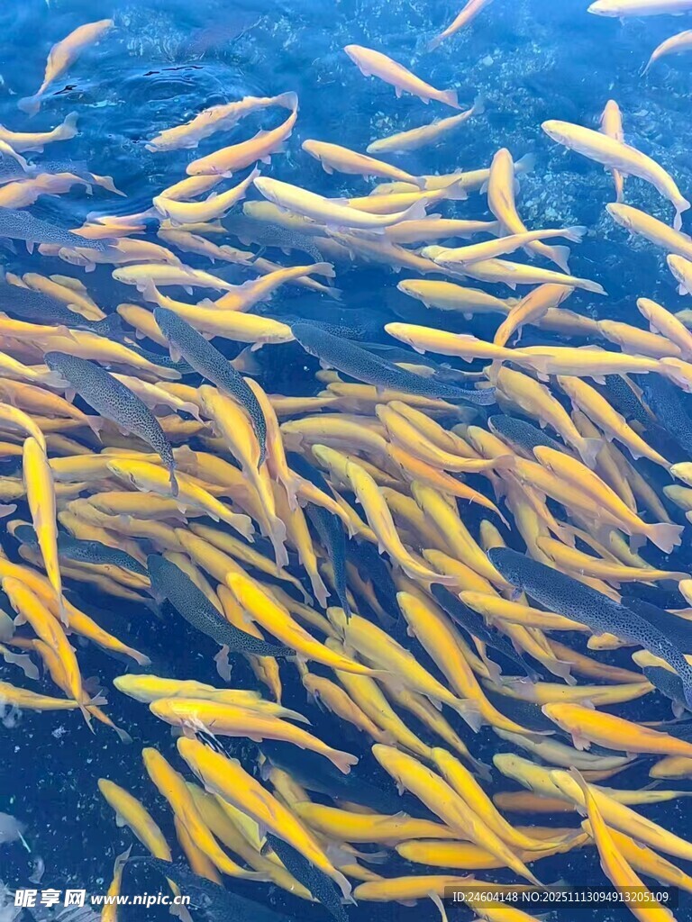 成群黄鱼畅游于蓝色水域