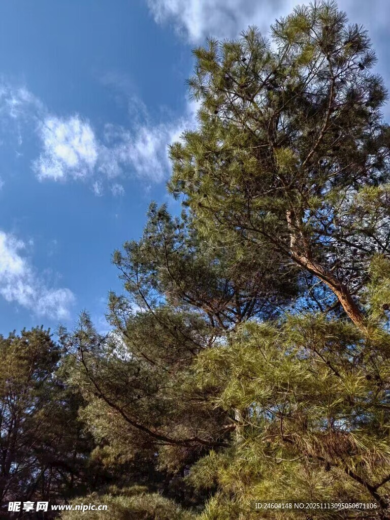 蓝天松林美景