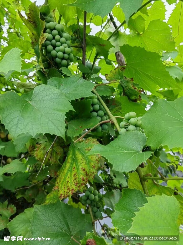 葡萄藤上的青涩葡萄