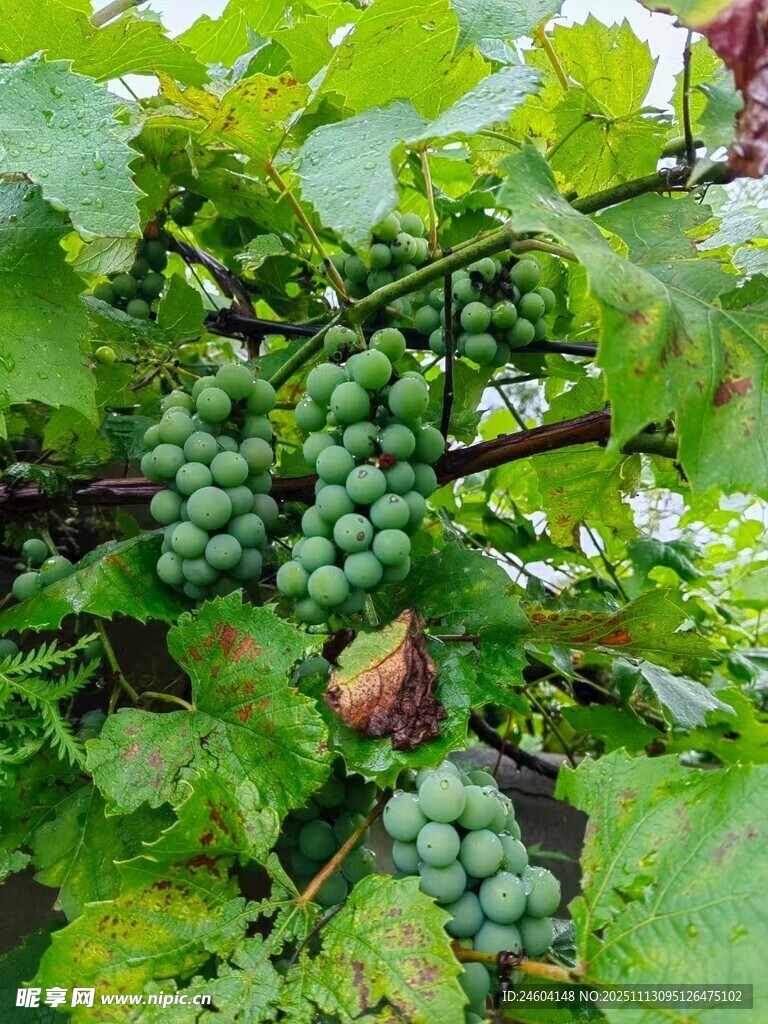 葡萄藤上的青涩葡萄串