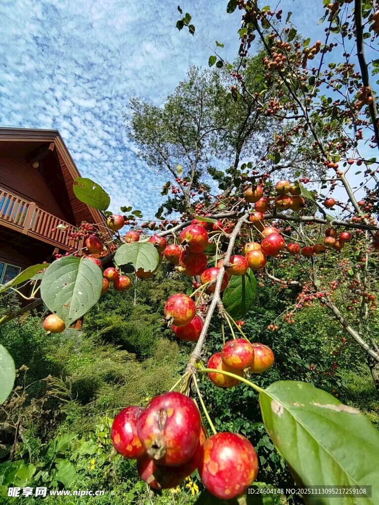 枝头累累的鲜艳红色果实