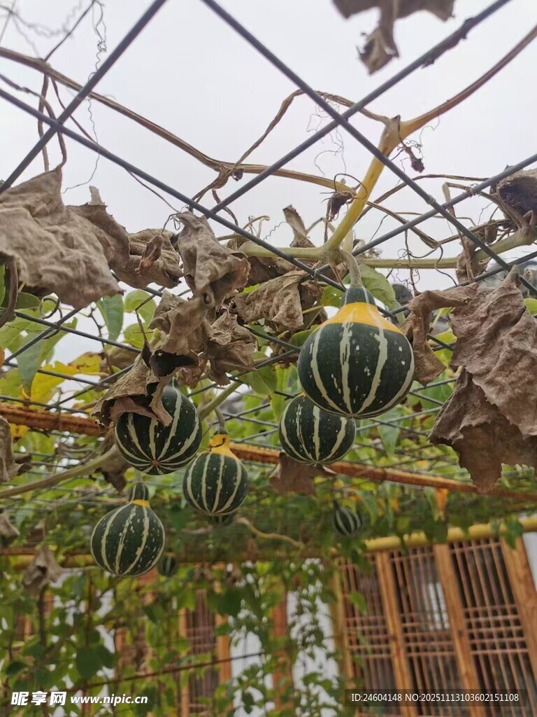 棚架上悬挂的特色瓜果