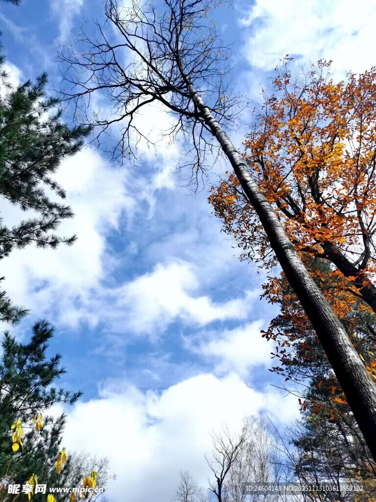 秋日晴空下的树木景致