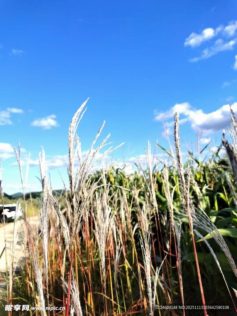 秋日田野中的成熟玉米