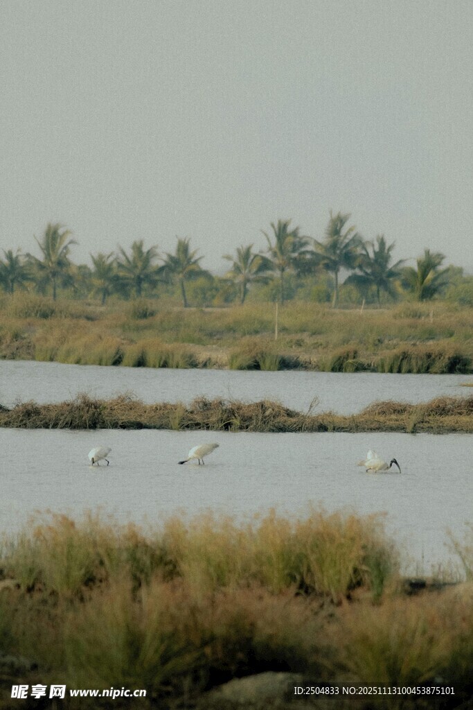 湿地风光中的飞翔鸟儿