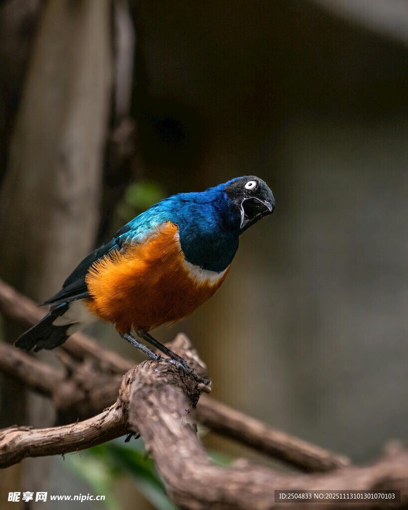 多彩小鸟栖息于树枝间