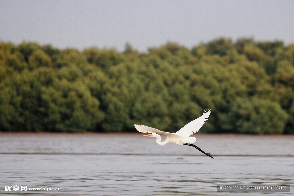 白鹭于水面林间展翅飞翔