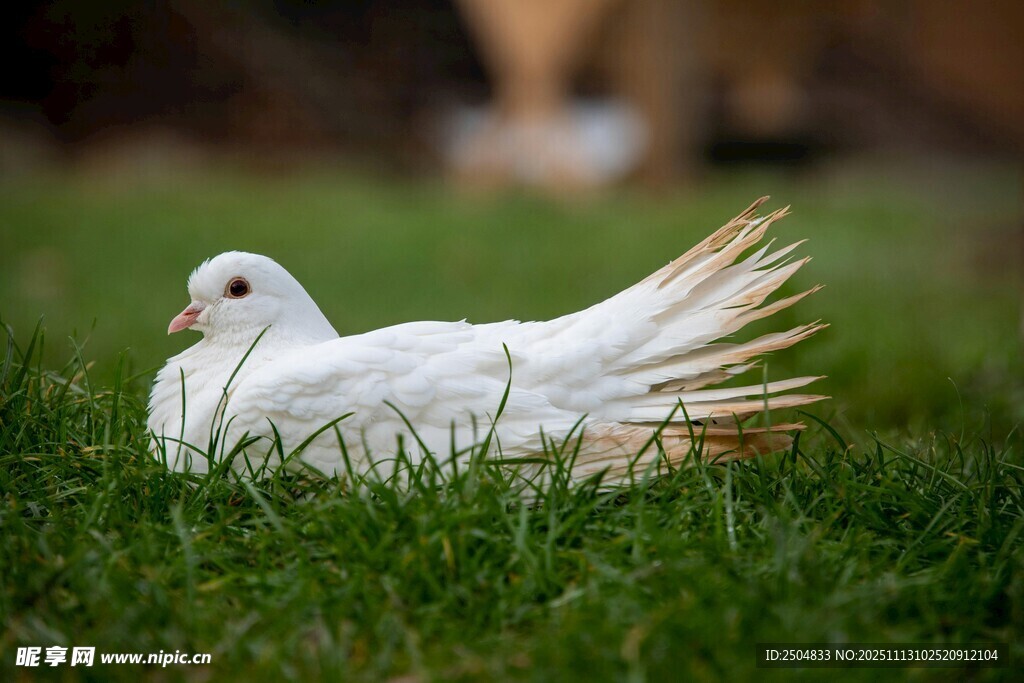 草地上的白羽鸟