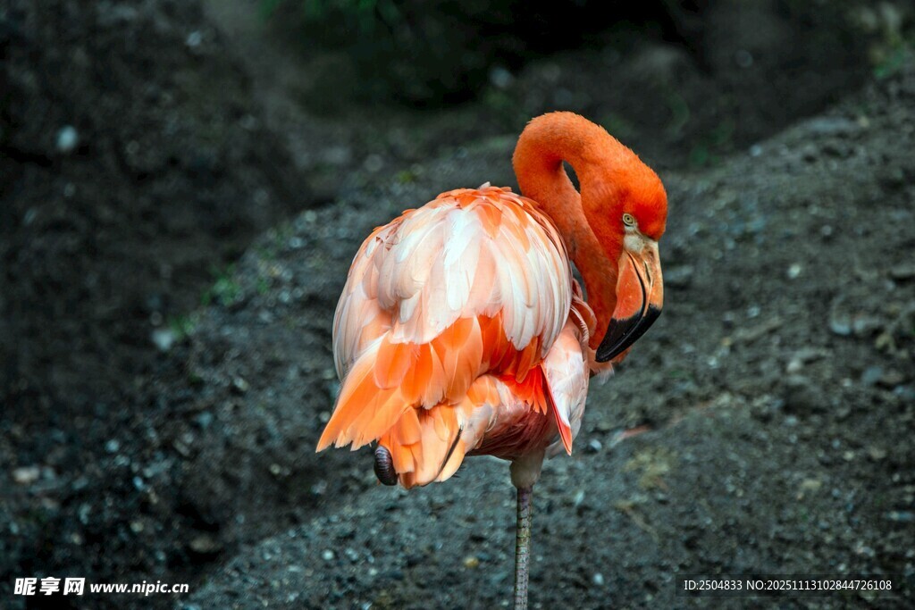 单只火烈鸟优雅整理羽毛