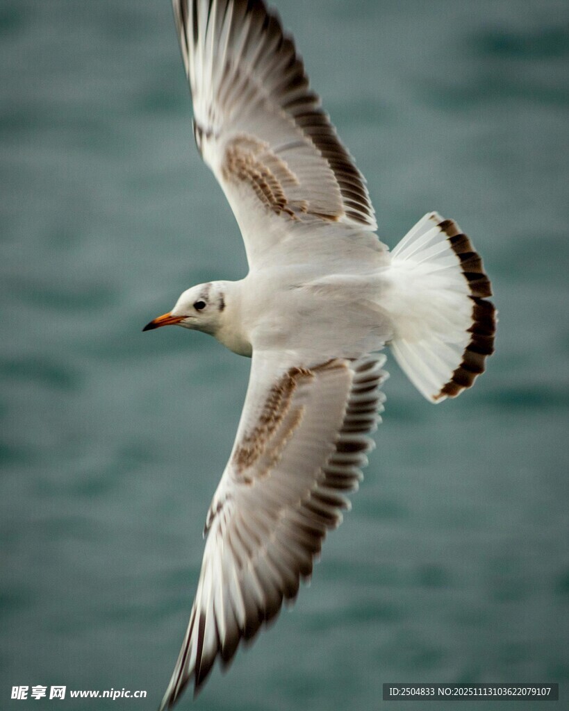 翱翔的海鸥
