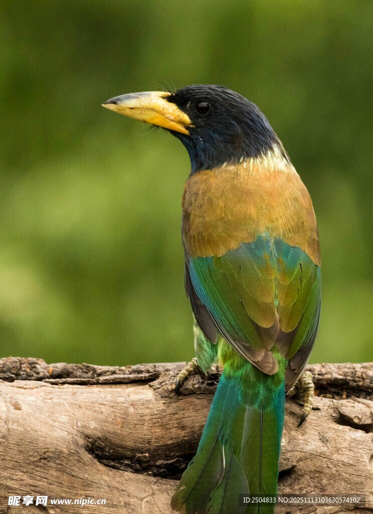 五彩斑斓鸟儿栖于木枝