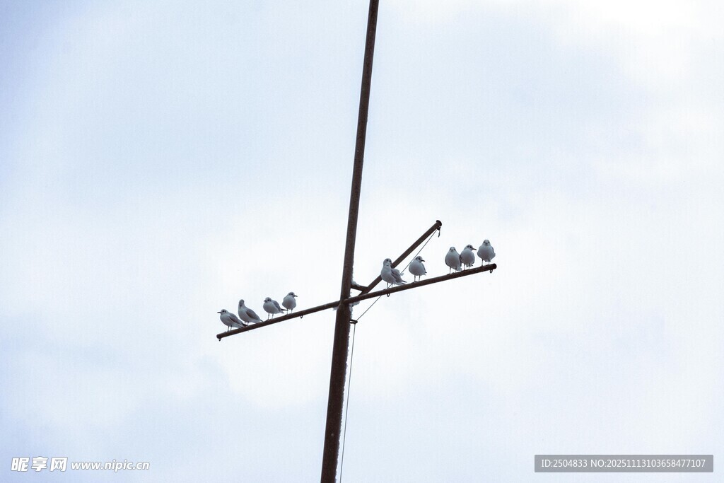 电线上休憩的鸟儿