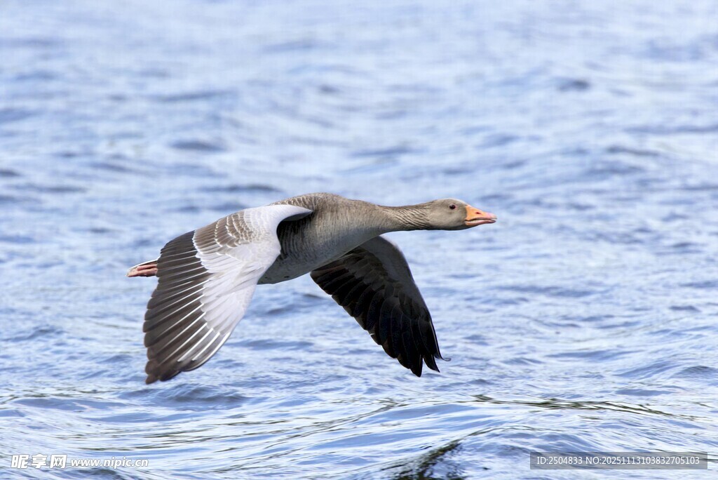 飞翔的灰雁